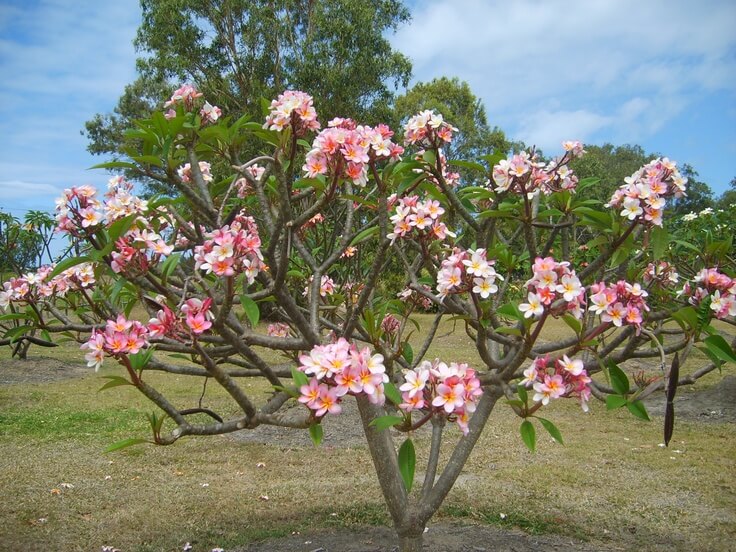 Frangipani